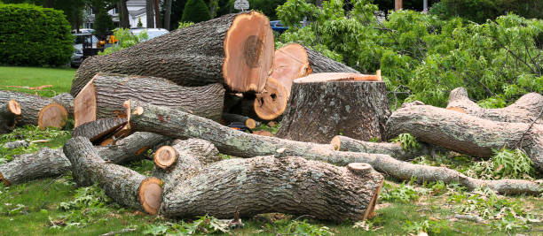 Best Tree Trimming and Pruning  in St Marys, KS